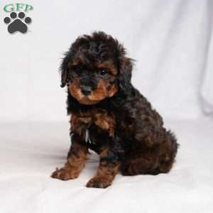 Jessica, Cavapoo Puppy
